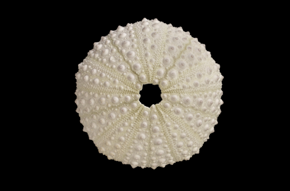 Test d'oursin isolé